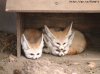 Foxes.jpg